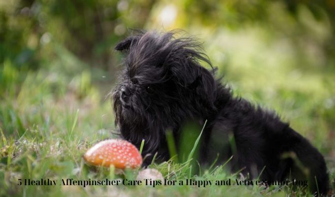 5 Healthy Affenpinscher Care Tips for a Happy and Active Senior Dog