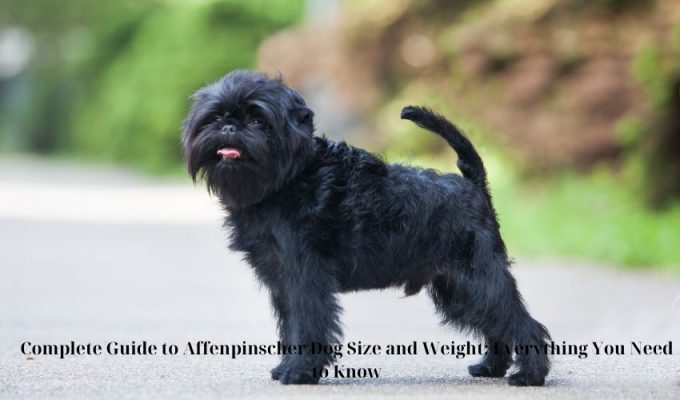 The Ultimate Guide to Affenpinscher Dog Diet Requirements: What You Need to Know