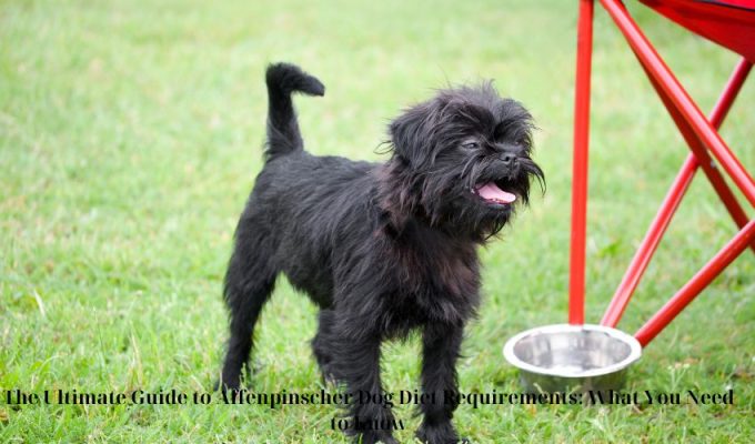 The Ultimate Guide to Affenpinscher Dog Lifespan: What You Need to Know