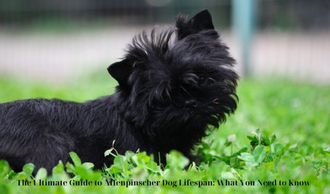 The Ultimate Guide to Affenpinscher Dog Breed Characteristics: Everything You Need to Know