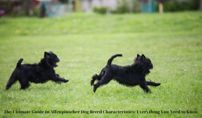 Top 10 Must-Have Toys for Affenpinscher Dog Puppies: Essential Playtime Gear