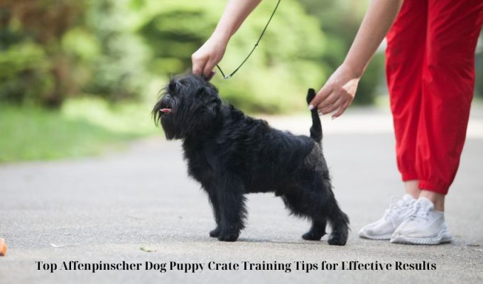 Top Affenpinscher Dog Puppy Crate Training Tips for Effective Results