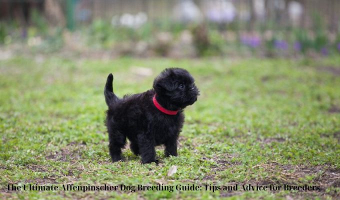 The Ultimate Grooming Routine for Affenpinscher Dog Puppies: Tips and Tricks to Keep Your Puppy looking Sharp