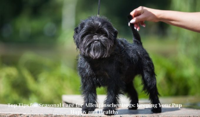 Top Tips for Seasonal Care for Affenpinscher Dogs: Keeping Your Pup Happy and Healthy