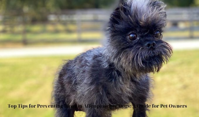 The Ultimate Guide to Affenpinscher Dog Lifespan: What to Expect