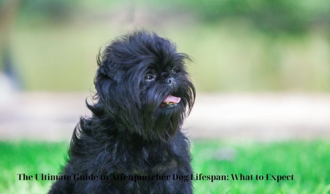 Ultimate Guide to Affenpinscher Dog Parasite Prevention: Tips and Tricks