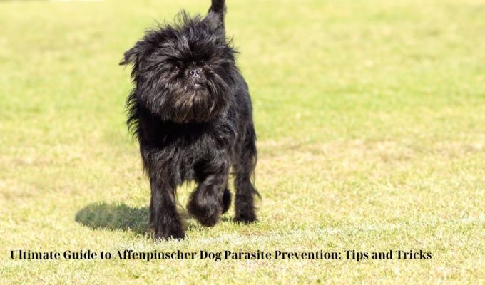 Spotting Allergies in Affenpinscher Dogs: A Complete Guide for Pet Owners