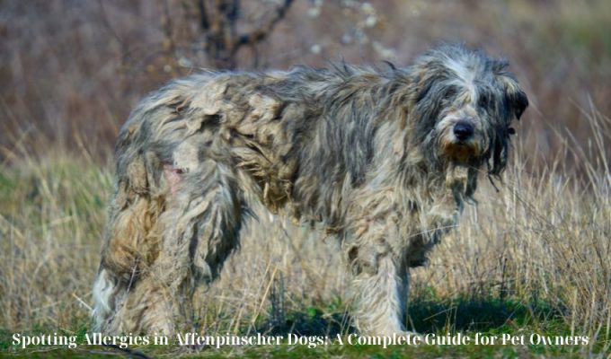 Top Common Affenpinscher Dog Health Issues Every Owner Should Know