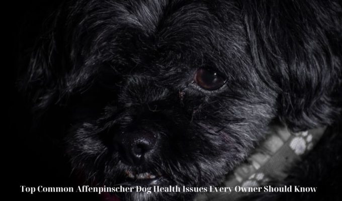 Top Tips for Preventing Obesity in Affenpinscher Dogs: A Comprehensive Guide