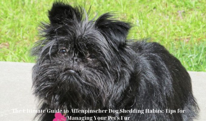 Complete Guide to Affenpinscher Dog Size and Weight: Everything You Need to Know